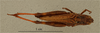 CollectionObject 1600089; 503935dc-767b-40cb-bb05-396b854f8603: female, dorsal view (syntype?). (CollectionObject).