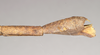 CollectionObject 1559452; NHMUK(SF IMPORT DUPLICATE) 844615, 4335eae1-0020-4e6d-843f-fe6cfbd4fa9e: copyright Natural History Museum, London. female: end of abdomen, lateral view (holotype). (CollectionObject).