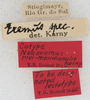 CollectionObject 1533025; b975c5b1-05a3-4d6e-b1a2-4f35e9b63359: labels (syntype). (CollectionObject).