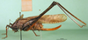 female, lateral view (holotype). Depicts CollectionObject 1500376; aa70d6d7-4712-4cb3-b31d-70d8d4d23ba9, a CollectionObject.
