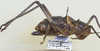 CollectionObject 1497411; 0a77fd2a-ddef-42a2-b6bc-111813a9ca83: female, lateral view. (CollectionObject).