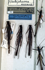 CollectionObject 1557226; 5e453eca-4d54-4bfd-b03e-320d70b73393: copyright NMW. male (syntypes) x 3. (CollectionObject).