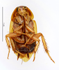 CollectionObject 1587604; MNHN(SF IMPORT DUPLICATE) MNHN-EP-EP1520, f78c654e-5bc7-40d2-b5fd-3958609eb4b4: CC BY-NC-ND 4.0/MNHN - Depraetere Marion - 2014. Syntype, female, of japonica Shelford, 1907. Specimen number: MNHN-EP-EP1520. http://coldb.mnhn.fr/catalognumber/mnhn/ep/ep1520. (CollectionObject).
