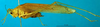CollectionObject 1502477; 005243c1-e9b4-4c67-bc4a-775f25aacfdf: male, lateral view. (CollectionObject).