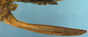 CollectionObject 1516753; ef147519-59f9-448c-a47a-5f84390c2ed4: female ovipositor (holotype). (CollectionObject).