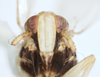 Head on Calbodus pallidulus Blanchard, 1852: (Observation).
