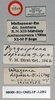 CollectionObject 1540558; fa17b110-c347-4c4e-bf09-9d43870e1416: labels (holotype). (CollectionObject).