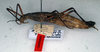 CollectionObject 1562309; NMW 134, abf6dafc-1541-421c-9603-f56b9114a9fd: copyright NMW. female of synonym Anisomorpha lurida (lectotype). (CollectionObject).