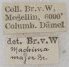 CollectionObject 1532956; 5c91349d-23fe-4c0e-a6ee-05441b5ba550: labels (lectotype). (CollectionObject).