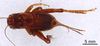 CollectionObject 1964817; 473b8d9f-b407-4bfa-94b6-d40beae9b455: Female, dorsal (paratype). (CollectionObject).