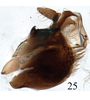 Pygofer, lateral view on Neodartus acocephaloides Melichar, 1903: (Observation).