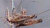 CollectionObject 1536193; NMBA 3226245, 16d84d33-f2d4-4384-ba6d-3b1f8a3f0356: male subgenital plate (Anabropsis griffinii). (CollectionObject).