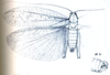 Anchispora appendiculata Brunner von Wattenwyl, 1891: Fig. 21 a, b. male, dorsal view (tegmina length 46 mm) and abdomen tip, lateral view. (Otu).