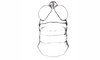 Timotes parvum Roberts, 1937: Fig. 17. male, head and pronotum, dorsal view. (Otu).