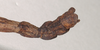 CollectionObject 1562075; NHMUK(SF IMPORT DUPLICATE) 844856, eef1f415-81a2-4af0-94e7-bee4d081a773: copyright Natural History Museum, London. male: end of abdomen, dorsal view (holotype). (CollectionObject).