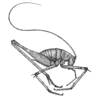 Diestramima (Diestramima) palpata (Rehn, 1906): Fig. 7 (after type). male habitus (body length 21 mm, hind femur 29 mm). (Otu).