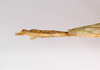 CollectionObject 1557020; 0d27ecb8-263a-4d7f-9bc0-d9fd3b1cc75d: Copyright MNCN, Madrid. male: end of abdomen, lateral view (paralectotype). (CollectionObject).