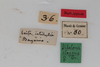 CollectionObject 1505573; d6cf464d-97e0-4b8e-81a9-007331000598: Female, labels (syntype). (CollectionObject).