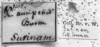 CollectionObject 1532751; 33776f1f-4f59-431e-9e0c-91eda4c32ace: Image Carbonell, C.S. labels (holotype of Xiphocera auroripennis). (CollectionObject).