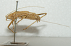 CollectionObject 1543483; 71a123fa-bb32-48e6-8d93-84eb6d85b8dd: male, lateral view (holotype). (CollectionObject).