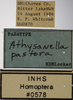 Other on Athysanella (Athysanella) pastora Blocker, 1988: Labels - Female. (Observation).
