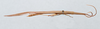 CollectionObject 2833356; 1121a34a-e4ea-4b94-8f04-fac98d71b064, CNCI 1012832: Cannula gracilis. Dorsal view. (CollectionObject).