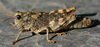 Aucacris bullocki Rehn, 1943: female. (Otu).