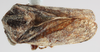 Habitus, dorsal view on Nodonica bispinigera Dietrich, McKamey & Deitz, 2001: (Observation).