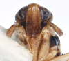 Head on Delphacodes shermani (Metcalf, 1923): (Observation).