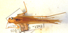 CollectionObject 1543679; 443ae864-24b6-44b5-b8cd-91cb2923b89f: male, dorsal view (syntype). (CollectionObject).