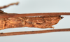CollectionObject 1559915; 69f249c1-6a19-4cfc-9601-d21466f11b2b: copyright MNHN, Paris. female: end of abdomen, lateral view (paratype). (CollectionObject).