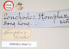 CollectionObject 1561200; NHMUK(SF IMPORT DUPLICATE) 844711, a735ba33-9d9d-4589-875e-5c975d4c8d40: copyright Natural History Museum, London. male, data labels [round label reversed] of Lonchodes stomphax (holotype). (CollectionObject).