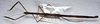 CollectionObject 1557752; a42edd4f-f84b-4395-a5b5-b45c593d98c0: copyright LKCNHM, Singapore. female, dorsal view (holotype). (CollectionObject).