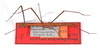 CollectionObject 1560243; 08bbcdb5-257d-4b01-bcbd-02be88b25e11: copyright ZMB, Berlin. male (paratype). (CollectionObject).