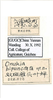 Other on Concaves bipunctatus (Li & Wang, 1993): (Observation).