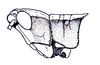 Phaeoparia rondoni Carbonell, 2002: Fig. 46A. male head and pronotum, lateral view. (Otu).