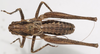 CollectionObject 1527094; a7c021dc-e47e-4d89-8eed-12c2f21dac40: male, dorsal view (holotype). (CollectionObject).