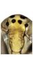 Head: !! display not done !! on Eupteryx (Eupteryx) decemnotata Rey, 1891: face, antero-ventral view. (Observation).