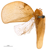 Habitus, dorsal view on Batusa producta (Stål, 1864): (Observation).