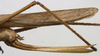 CollectionObject 1536020; 1f073f3a-778d-4d8f-af69-cd31f77dfc5d: female ovipositor. (CollectionObject).