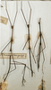 CollectionObject 1561640; aad4b208-ce7b-4604-88ce-ecfc2d33212e: copyright MNHN, Paris. male of synonym Clitumnus laevigatus (syntype). (CollectionObject).