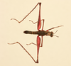 CollectionObject 2076641; NHMUK016032632, 00bbd2c1-5275-45df-abac-e4981427b1f9: male, dorsal view (paratype). (CollectionObject).