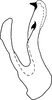 Aedeagus, lateral view: Aedeagus, lateral view. (Observation).