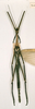 CollectionObject 1561090; 7c0d9f0c-b9b7-4bb7-8ae0-ad35b4a17609: copyright NHRS. male Pharnacia ponderosa (lectotype). (CollectionObject).