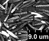 Brochosomes: !! display not done !! on Oncometopia (Oncometopia) orbona (Fabricius, 1798): OM239 | U.S.A., Illinois, Golconda | 6/22/1932 | Rose, Dozier, & Park | INHS. (Observation).