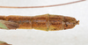CollectionObject 1557510; ed9a1bd7-9c22-4906-add0-e9aa3b3aa129: copyright NMW, Vienna. male: end of abdomen, dorsal view (lectotype). (CollectionObject).