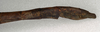 CollectionObject 1562335; NMW 848, 9f91afc1-d1ff-48a3-aba3-608f9aa30b93: copyright NMW, Vienna. female: end of abdomen, lateral view (syntype). (CollectionObject).