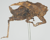 CollectionObject 1535339; 8c0f92b8-11c3-4469-a0b1-10c4c299d191: female, lateral view (holotype). (CollectionObject).