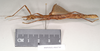 CollectionObject 1557207; NHMUK(SF IMPORT DUPLICATE) 844749, 47bd52d6-3901-4e54-95f5-ff25360d73fa: copyright Natural History Museum, London. female, lateral view (paratype). (CollectionObject).