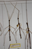 CollectionObject 1558218; 4cfd9e15-8d78-41b4-8c7d-f691d383decf: copyright MHNG Geneva. male of synonym Lonchodes ceylonicus (lectotype and paralectotype). (CollectionObject).